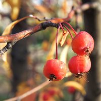 Микрояблочки :: Владимир Насыпаный 