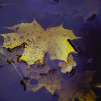 Когда грусть становится светом :: liudmila drake Когда грусть становится светом :: liudmila drake