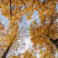 Осень :: Владимир Колесников