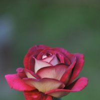 Во всей красе :: Иван Генералов