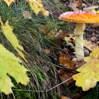 Мухоморы есть опасно, Дети, с этим вы согласны? Так кому тогда он нужен? Я с грибочком этим дружен. :: "The Natural World" Александер