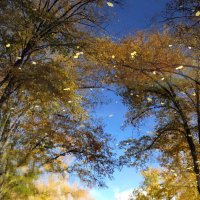 Как мимолетна тень осенних ранних дней... :: "The Natural World" Александер