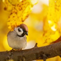 Воробушек :: Alex Bush