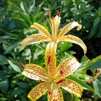 Лилии в крапинку. :: Ирина ***