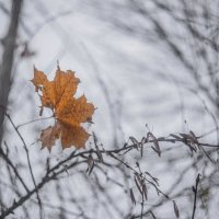 След осени... :: Евгений 