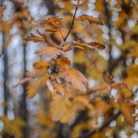 Осень.. :: Евгений 