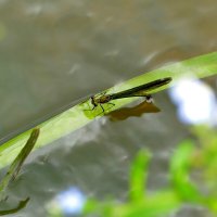 про стрекоз красоток  1 :: Александр Прокудин