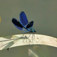 про стрекоз красоток 4 :: Александр Прокудин