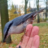 Поползень :: Сапсан 