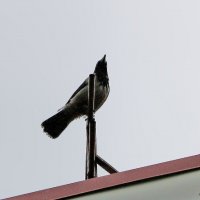 Высоко сижу, далеко гляжу... :: Светлана 