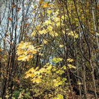 В осеннем парке :: Veera V