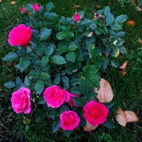 Цветы соседнего двора в октябре :: Андрей Лукьянов