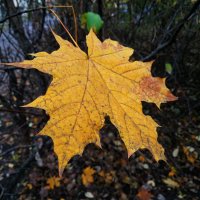 Примета октября :: Андрей Лукьянов