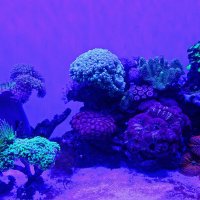 Подводный мир :: Лидия Бусурина Подводный мир :: Лидия Бусурина