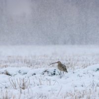 Ненастье :: Михаил Белоусов