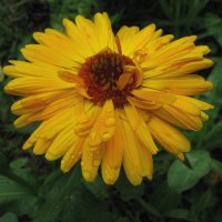 Солнечная красавица :: Людмила Смородинская