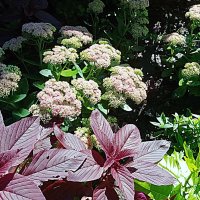 Цветы. :: Владимир Драгунский