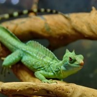 " Сафари парк "  Геленджик... :: Николай Саржанов