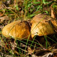 Пригрелись) :: Галина Ложечникова