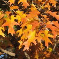 прекрасный октябрь :: Елена Шаламова прекрасный октябрь :: Елена Шаламова