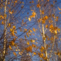 Улетаем... :: Елена Семигина