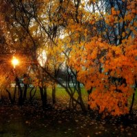 Ловим октябрьское солнышко. :: Татьяна Помогалова