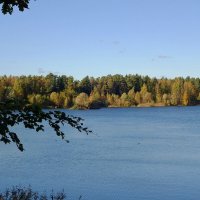 Опушка леса :: Рита Симонова