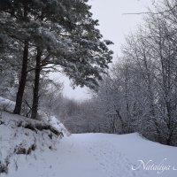 Природа Крыма :: Amazing Cosmea