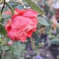 ,,, :: Сергей Тимоновский