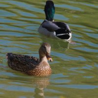Поругались :: Валентин Семчишин Поругались :: Валентин Семчишин
