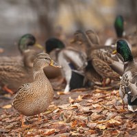 Утиная история :: Svetlana Galvez