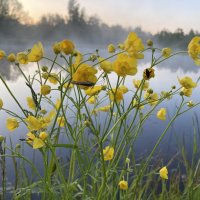Лютики :: Ольга Савельева 