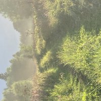 Очарование тумана :: Ольга Савельева 