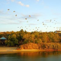 Летят утки :: Сергей Беляев