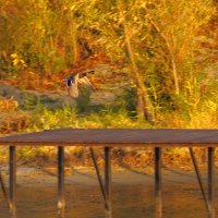 Утиная полоса :: Сергей Беляев