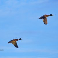 Синхронный полёт :: Сергей Беляев