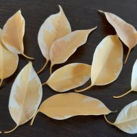 Осенние листья :: Ольга 