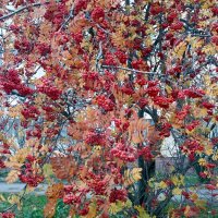 Последние дня октября :: Galina Solovova