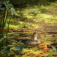 ** :: Зинаида Манушкина ** :: Зинаида Манушкина