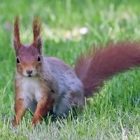 **** :: Андроник Александр 