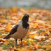 Мечты о былом. :: Татьяна Бравая