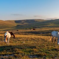 крымские лошадки :: Виталий Емельянов крымские лошадки :: Виталий Емельянов