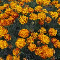 Бархатцы в палисаднике в Ельце :: Татьяна Машошина