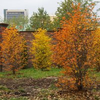 Осень в Москве :: marmorozov Морозова