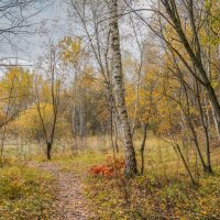 На опушке... :: Владимир Жданов