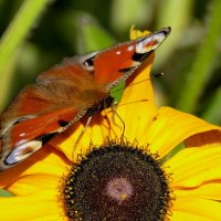 опять бабочки 5 :: Александр Прокудин опять бабочки 5 :: Александр Прокудин