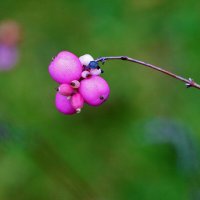 Снежноягодник созрел :: Светлана Снежноягодник созрел :: Светлана