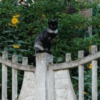 Спрятался на виду у всех :: Людмила Жданова