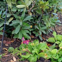 Примула :: Сапсан 