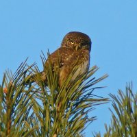 воробьиный сычик :: gawrilа - dan